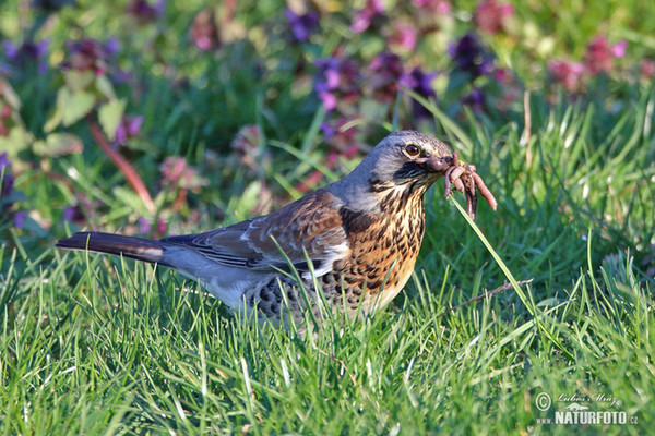 Fieldfare (Turdus pilaris)