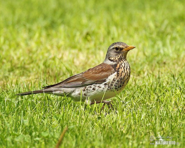 Fieldfare (Turdus pilaris)