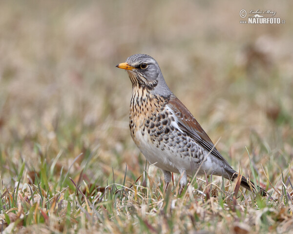 Fieldfare (Turdus pilaris)