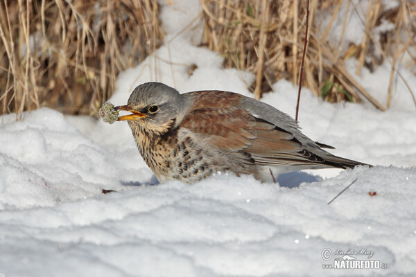 Fieldfare (Turdus pilaris)