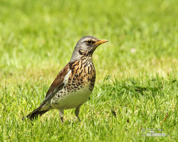 Fieldfare (Turdus pilaris)