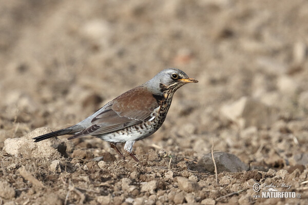 Fieldfare (Turdus pilaris)