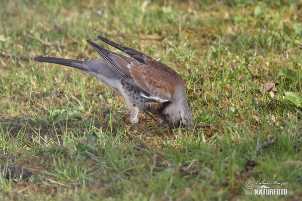 Fieldfare (Turdus pilaris)