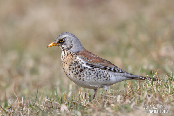 Fieldfare (Turdus pilaris)