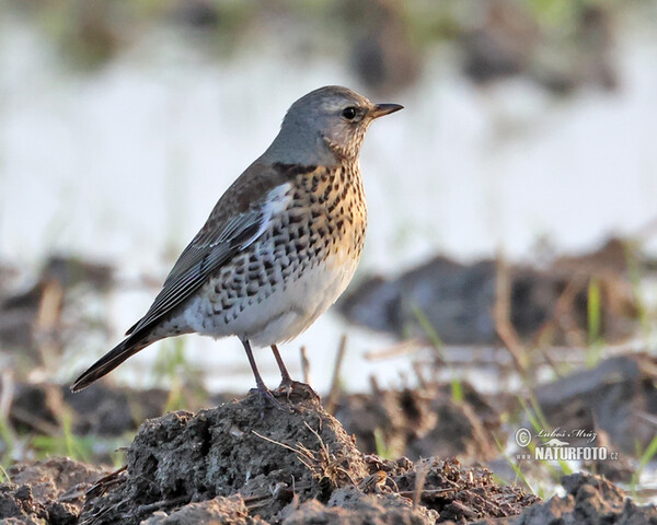 Fieldfare (Turdus pilaris)