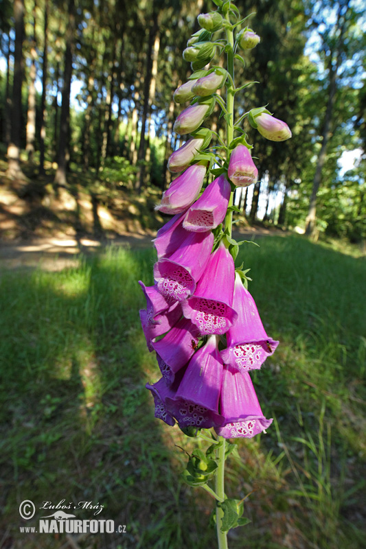 Fingerborgsblomma