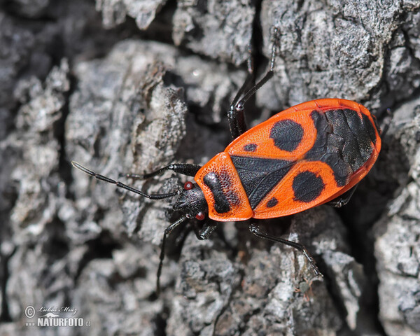 Firebug (Pyrrhocoris apterus)