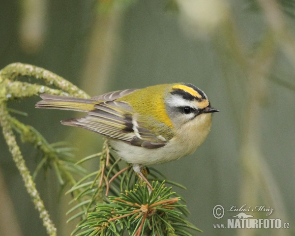 Firecrest (Regulus ignicapillus)