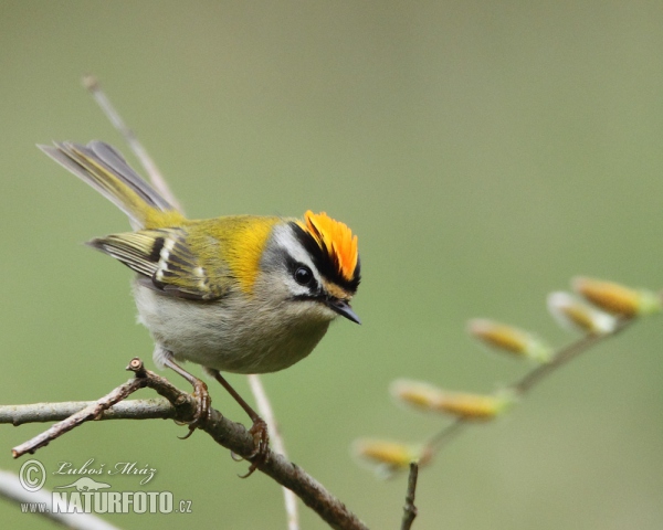 Firecrest (Regulus ignicapillus)