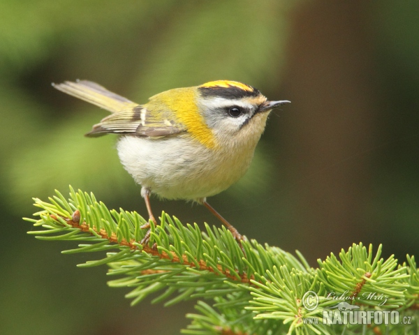 Firecrest (Regulus ignicapillus)