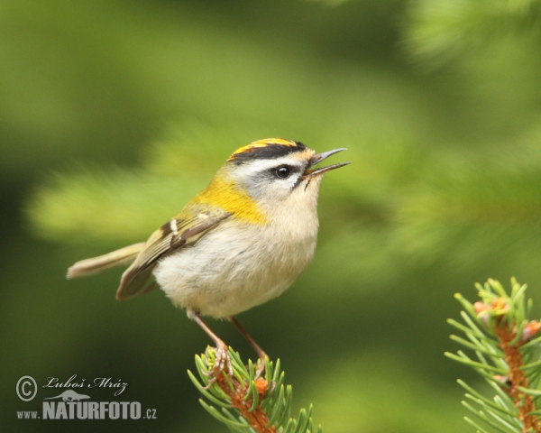 Firecrest (Regulus ignicapillus)