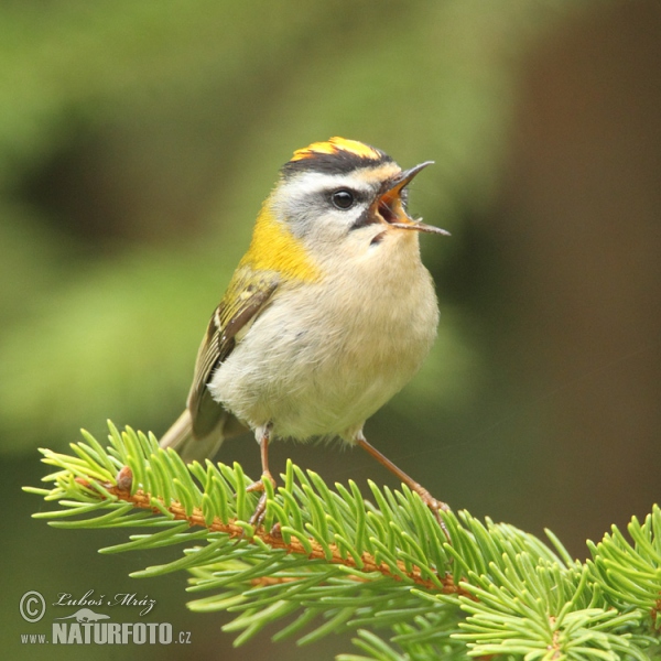 Firecrest (Regulus ignicapillus)