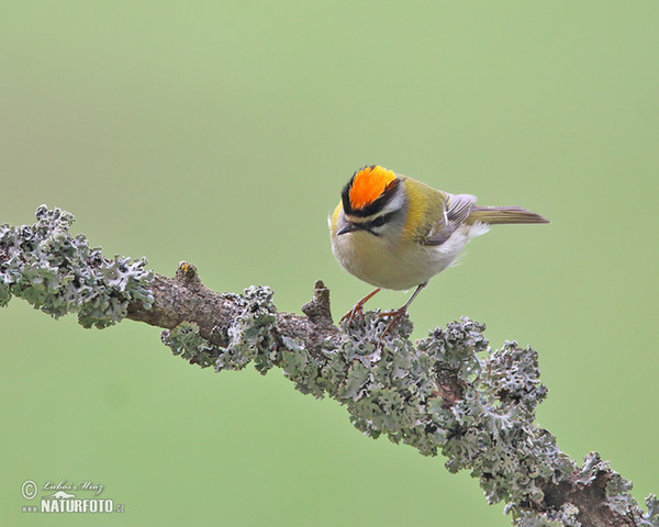 Firecrest (Regulus ignicapillus)