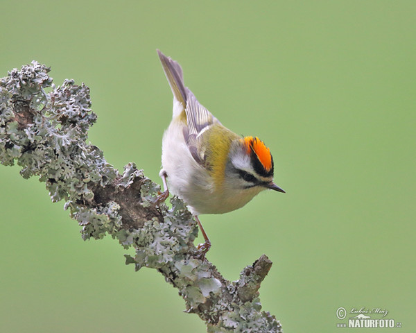 Firecrest (Regulus ignicapillus)