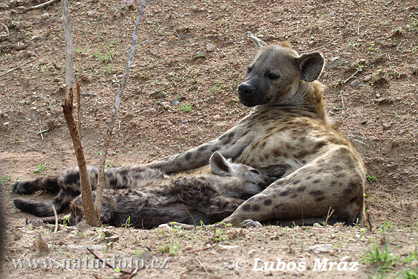 Fläckig hyena