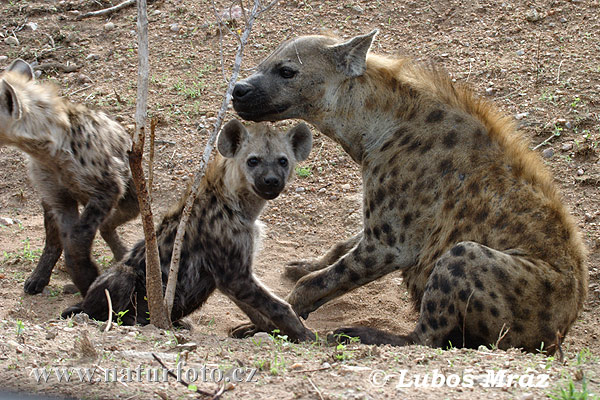 Fläckig hyena