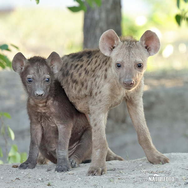 Fläckig hyena