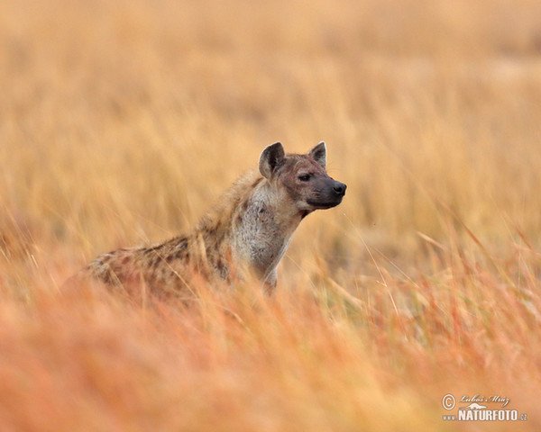 Fläckig hyena