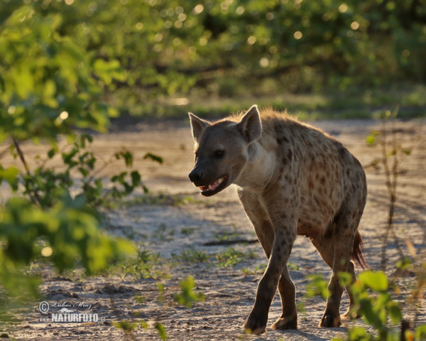 Fläckig hyena