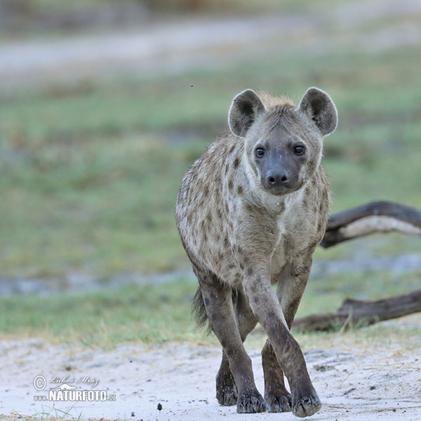 Fläckig hyena