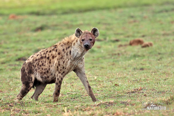 Fläckig hyena