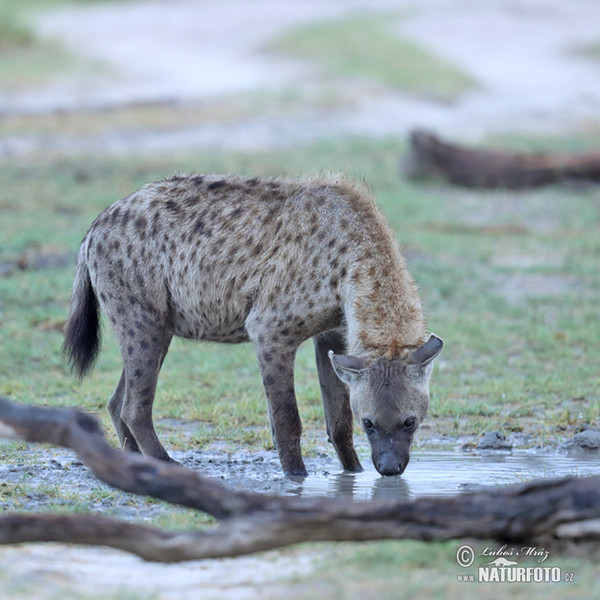 Fläckig hyena