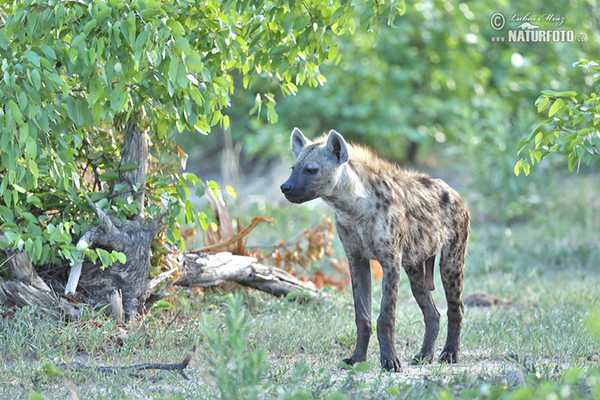 Fläckig hyena