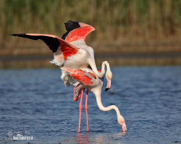 Flamant des Caraïbes