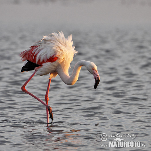 Flamant des Caraïbes