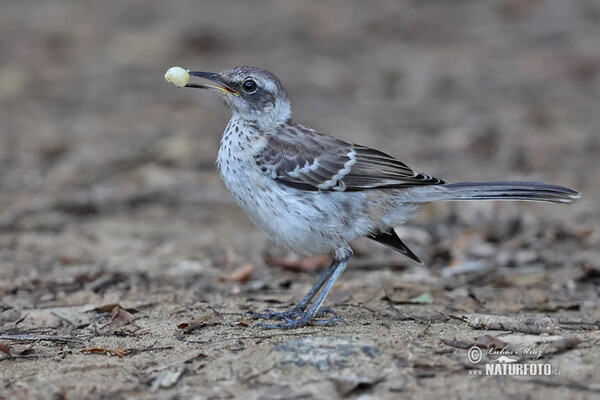 Floreana mockingbird (Mimus trifasciatus)