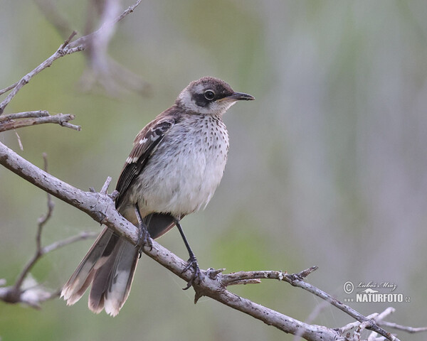 Floreana mockingbird (Mimus trifasciatus)