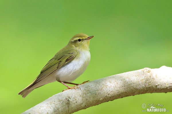 Fluiter vogel