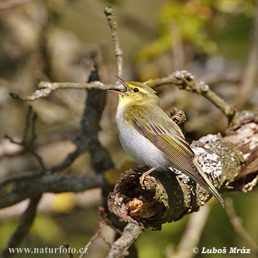 Fluiter vogel