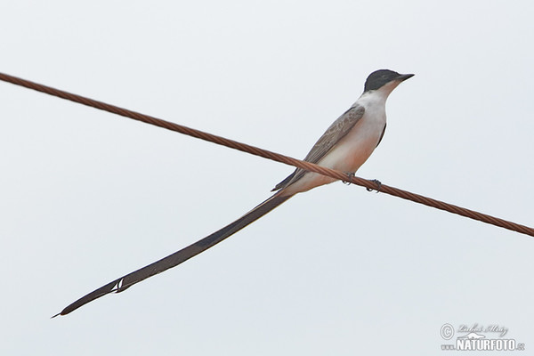 Fork-tailed Flycatcher (Tyrranus savana)