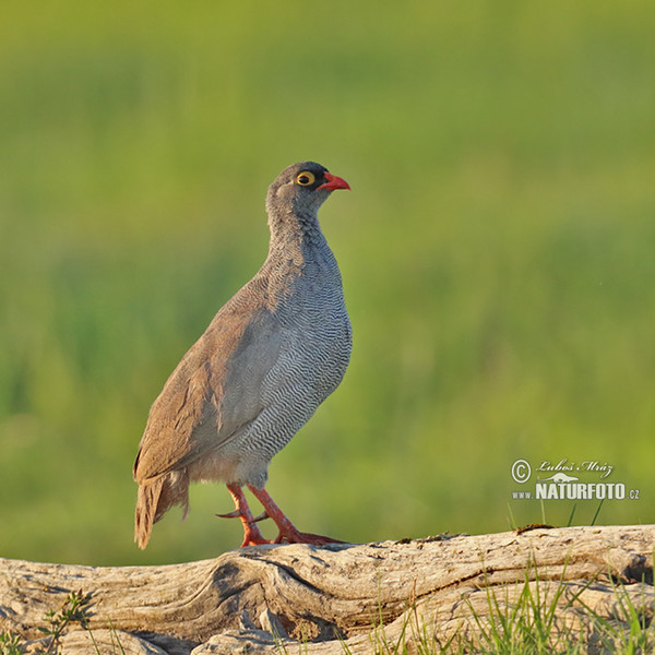 Francolin à bec rouge