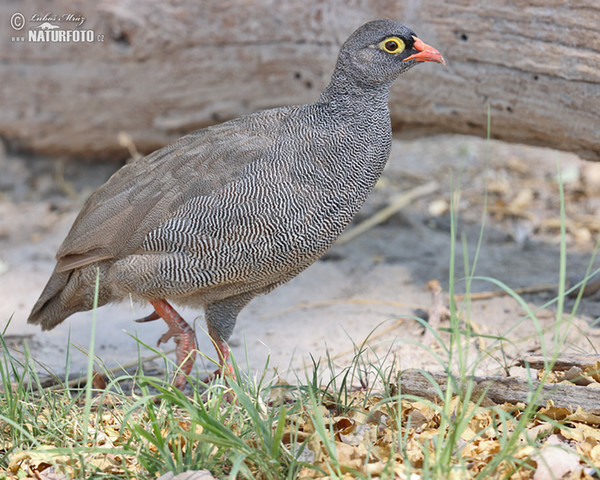 Francolin à bec rouge