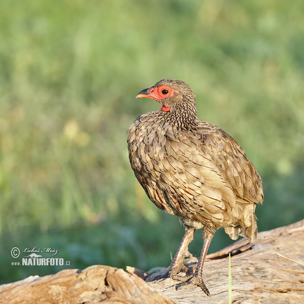 Francolin de Swainson