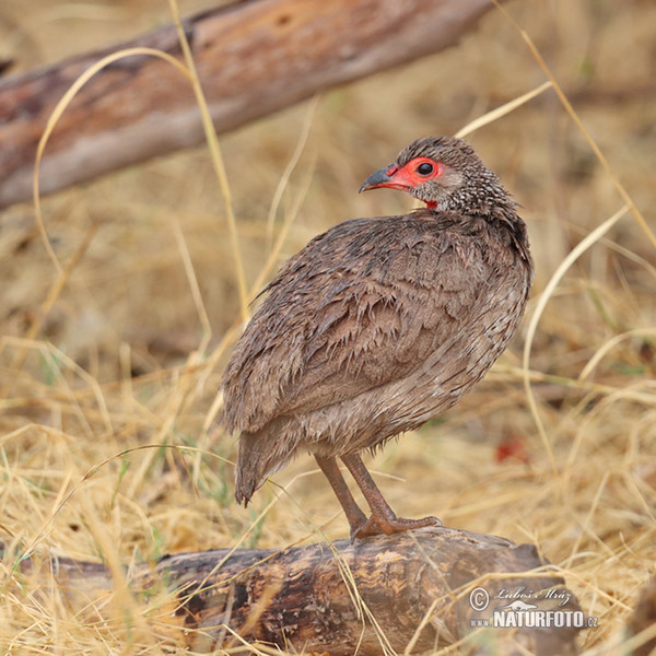 Francolin de Swainson