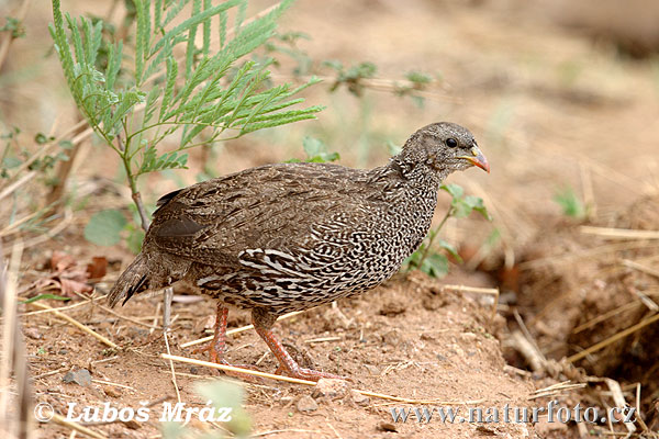 Francolin du Natal