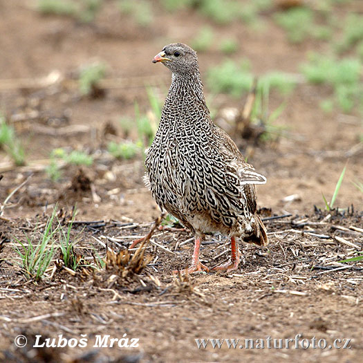 Francolin du Natal