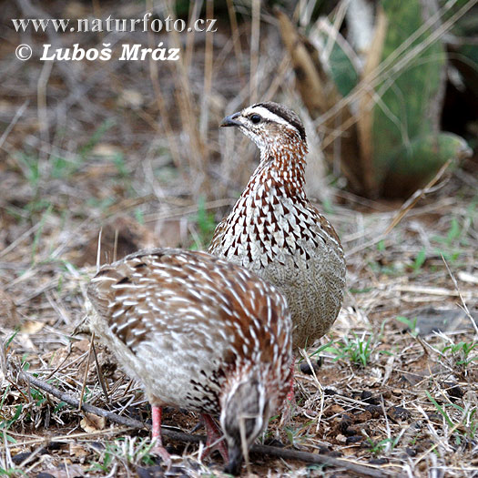 Francolin huppé