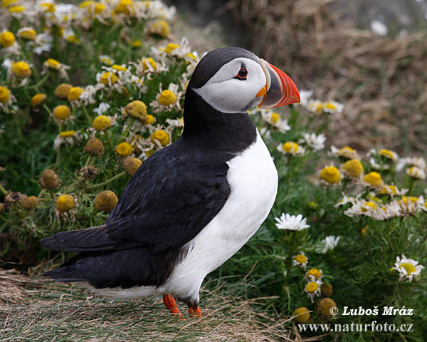 Fratercula arctica