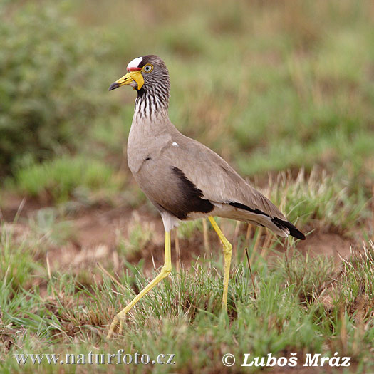 Fredeluga senegalesa