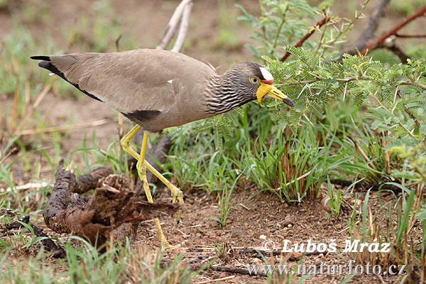 Fredeluga senegalesa