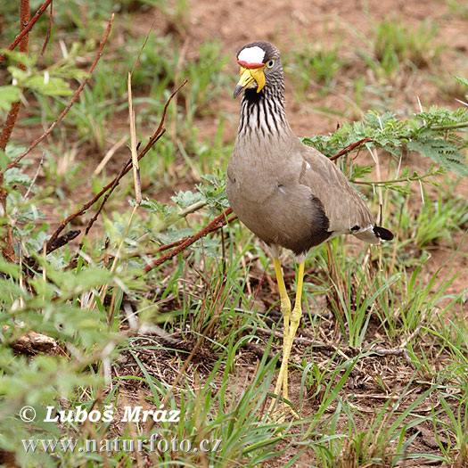 Fredeluga senegalesa