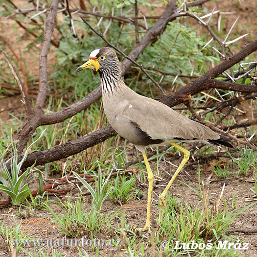 Fredeluga senegalesa