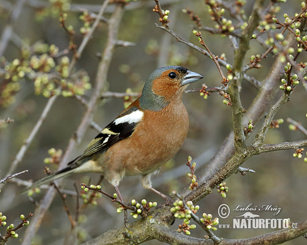 Fringilla coelebs