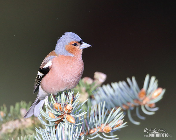 Fringilla coelebs