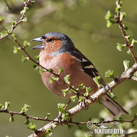 Fringilla coelebs