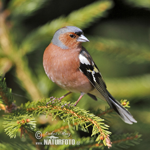 Fringilla coelebs